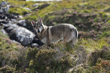Obraz premium Northern Inuit in the Scottish Highlands, near Loch Maree, Wester Ross, Scotland, UK