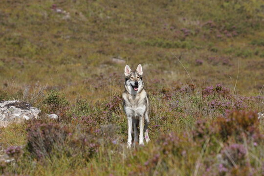 Northern Inuit in the Scottish Highlands, near Loch Maree, Wester Ross, Scotland, UK