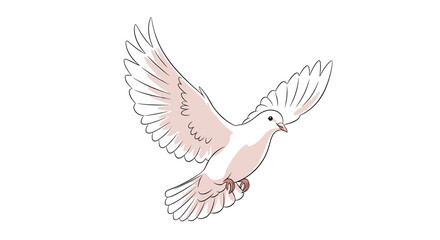 Obraz premium Beautiful white dove or pigeon in flight with outspread wings and soft pink shading isolated on a plain white background for peace.