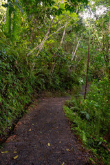 Fototapeta premium Flowers trees and river in tropical forest