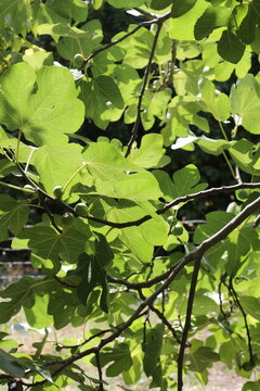 green leaves of figue