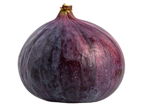 A ripe, deep purple, oval-shaped fruit with a textured skin
