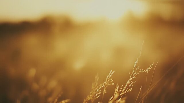 Wild grass stems swaying gently in a sunlit meadow, creating a warm, ethereal glow and evoking feelings of peace, natural beauty, and tranquility during sunset