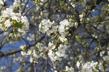 apple tree blossom