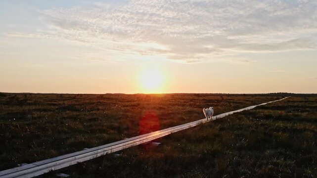 Dog walking at the sunset in the bog