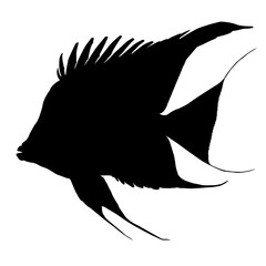 Black Silhouettes of Golden Angelfish. Isolated on White Background. PNG File.002
