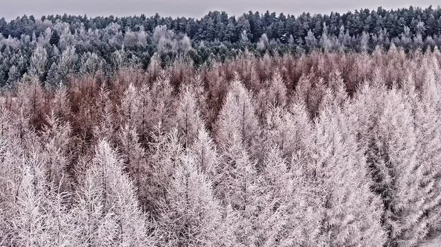 Frozen forest drone view