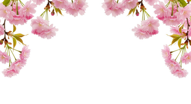 Soft Pink Cherry Blossom Border on White Background &mdash; Elegant, Romantic, Spring-Inspired &mdash; Ideal for Wedding Invitations, Greeting Cards, or Seasonal Branding.
