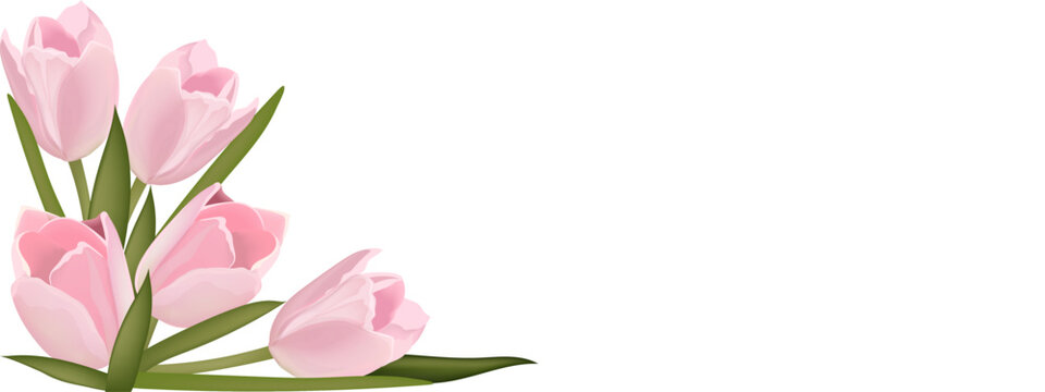 delicate pink tulips on a transparent background 