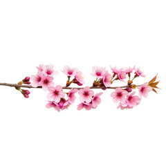 Cherry Blossom Branch with Pink Blooms and Buds on White Background &mdash; Delicate, Poetic, Springtime Symbol &mdash; Perfect for Renewal, Romance, or Nature-Inspired Branding.
