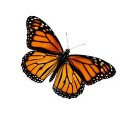 Monarch Butterfly with Orange and Black Wings on White Background &mdash; Symbol of Transformation, Beauty, and Freedom &mdash; Ideal for Nature, Sustainability, or Inspirational Branding.
