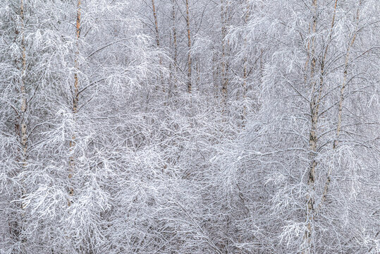 Dense tree branches covered with heavy frost and snow. Magical, fabulous, winter natural background of the cold season.