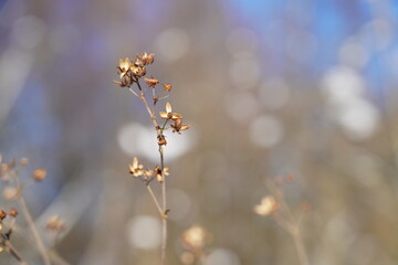 Close-up of dry plant against blurred background in winter.
