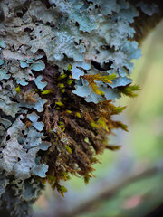 Lichens on Tree Bark, Hartlepool, North East England