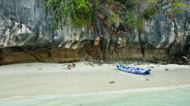 Monkey walking on idyllic beach with kayak and crystal clear water in Monkey Bay, Phi Phi Don Island, Krabi, Thailand, enjoying the tropical landscape during a sunny day