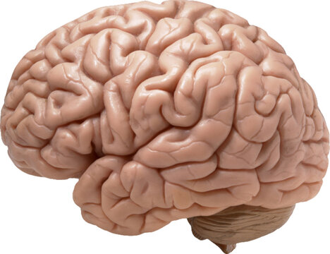 3D Medical Brain Highlighted Background View of brain shape