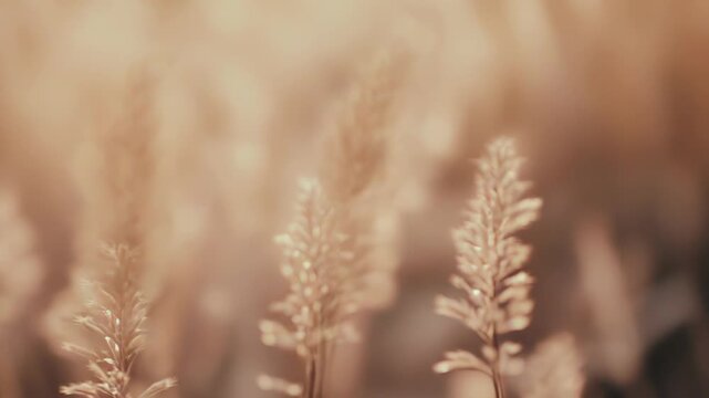Delicate feathery grass panicles are glowing under the soft, diffused backlight of a warm golden hour, creating a peaceful and serene natural background scene