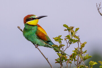 Obraz premium Bienenfresser (Merops apiaster)