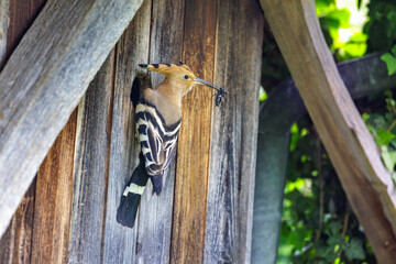Wiedehopf (Upupa epops) © Rolf Müller