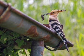 Wiedehopf (Upupa epops) © Rolf Müller