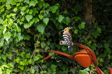 Wiedehopf (Upupa epops) © Rolf Müller