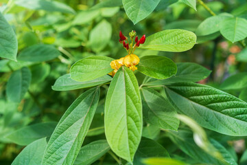 Flowering plant Cajanus cajan, pigeon pea, legume family.