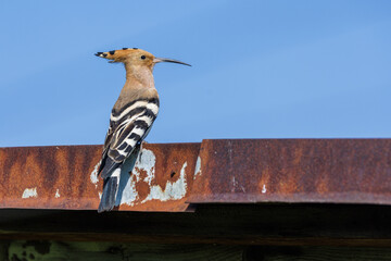 Wiedehopf (Upupa epops) © Rolf Müller