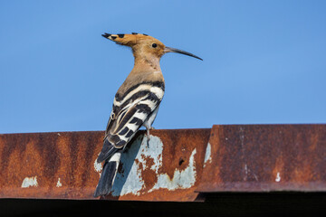 Wiedehopf (Upupa epops) © Rolf Müller