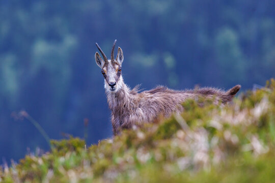G&auml;mse (Rupicapra rupicapra)