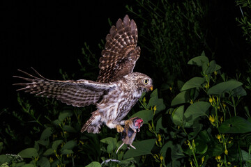 Obraz premium Steinkauz (Athene noctua)