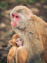 Fototapeta premium mother and baby monkey