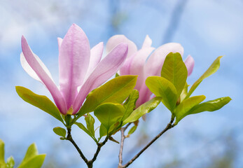 Obraz premium Fresh pink magnolia flowers blooming on a branch against blue sky in Vienna. Elegant spring floral background symbolizing beauty, renewal, nature, and calm.