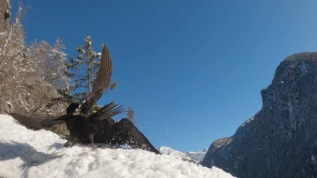 Gracchio alpino &ndash; Alpine chough &ndash; Pyrrhocorax graculus	