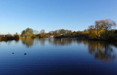 Obraz premium A beautiful tranquil view of the lake under a blue sky at Lake Meadows park, Billericay, Essex, UK. 
