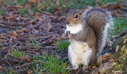 A closeup of a grey squirrel, sciurus carolinensis, on the ground holding an acorn to eat in its paws. 