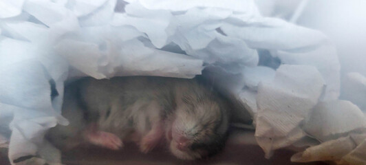 Cute little hamster sleeping in a box of crumpled paper