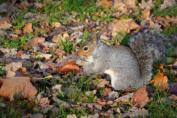 Fototapeta premium A delightful grey squirrel, sciurus carolinensis, eating an acorn on the ground in autumn. 