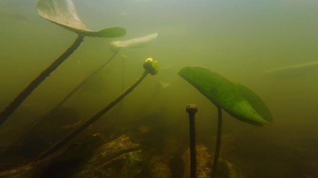 Nuphar lutea aquatic plant flower in shallow freshwater stream habitat, rainfall flood, silt substrate riverbed, green algae oxygenate, nutrient rich muddy water, low visibility Riv river in Demydivka