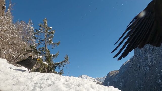 Gracchio alpino &ndash; Alpine chough &ndash; Pyrrhocorax graculus	