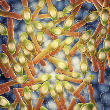 Clostridium botulinum is a rod-shaped bacterium, forming spores and producing deadly neurotoxin causing botulism. Food safety, microbiology, and disease education concept
