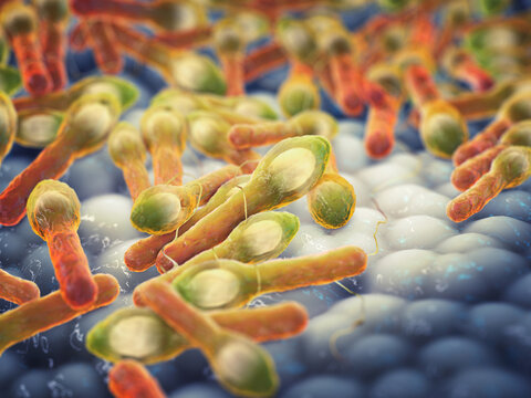 Botox is produced by the deadly Clostridium botulinum bacterium. This deadly neurotoxin is widely used in medicine and cosmetics.