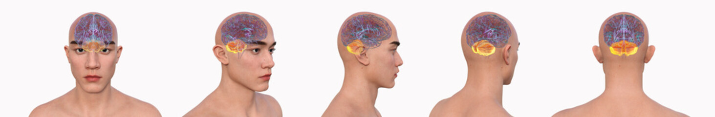 Cerebellum, 3D illustration