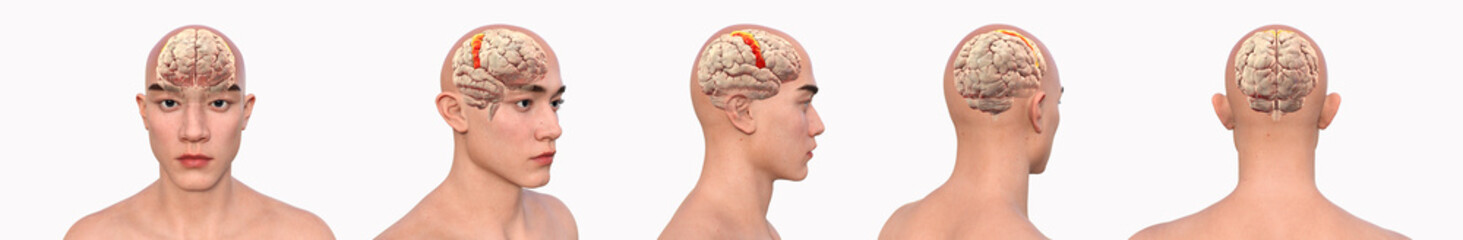 Precentral gyri, 3D illustration