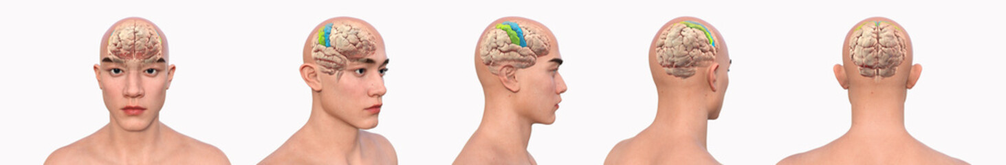 Precentral and postcentral gyri, 3D illustration