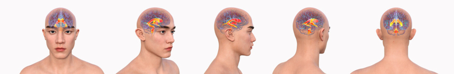 Brain ventricular system, 3D illustration