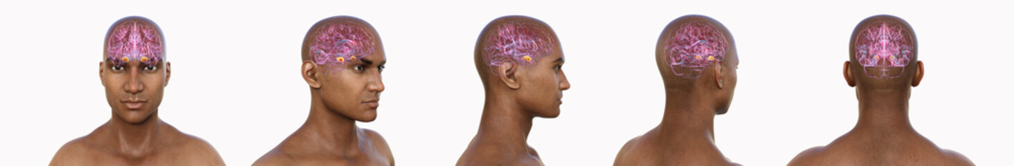 Amygdala, 3D illustration