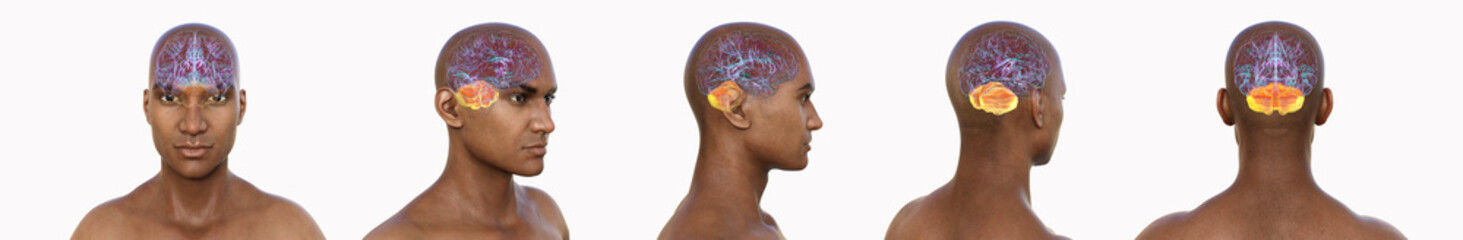 Cerebellum, 3D illustration