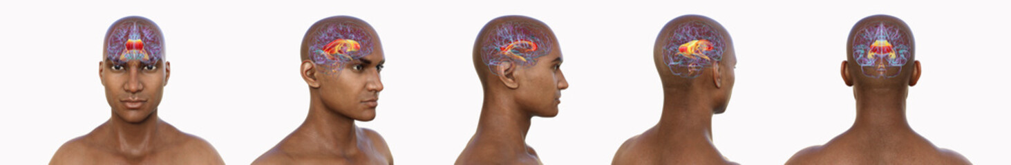 Corpus callosum, 3D illustration