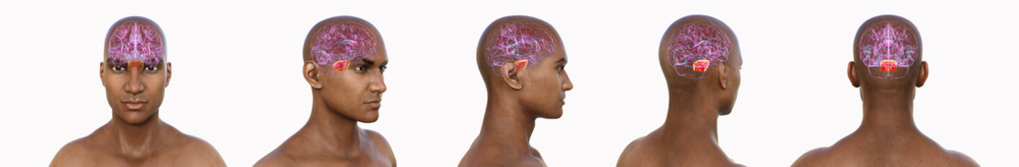 Pons, 3D illustration