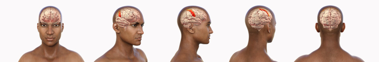 Postcentral gyri, 3D illustration